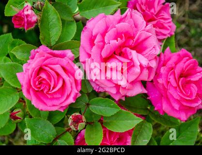 Primo piano vista di Zepherine Drohin, una rosa profumata e senza spina con fiore rosa. Foto Stock
