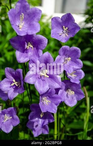 Vista ravvicinata della Campanula Medium viola altrimenti conosciuta come i fiori di Canterbury Bells. Foto Stock