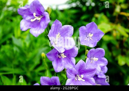 Vista ravvicinata della Campanula Medium viola altrimenti conosciuta come i fiori di Canterbury Bells. Foto Stock