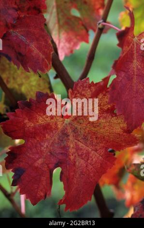 FRANCIA. GIRONDE (33) VINO DI BORDEAUX. VIGNETO DI SAINT-EMILION. UNA FOGLIA DI VITE IN AUTUNNO Foto Stock