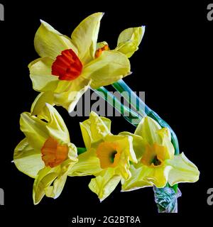 giallo e arancio daffodil isolato su sfondo nero. Foto Stock