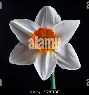 naffodils bianchi e arancioni isolati su sfondo nero. Foto Stock