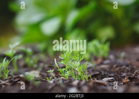 Coltivazione di carote in terreno da giardino durante la primavera. Giovane germoglio verde di carota in terreno fertile. Foto Stock