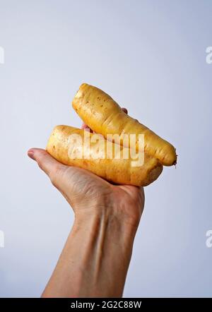 Arracacha o patate baroa a portata di mano in uno sfondo luminoso Foto Stock