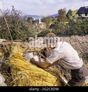 Un thatcher che si stagliano con paglia di grano tradizionale su un cottage nel villaggio Exmoor di Luccombe, Somerset UK nell'ottobre 1970 Foto Stock