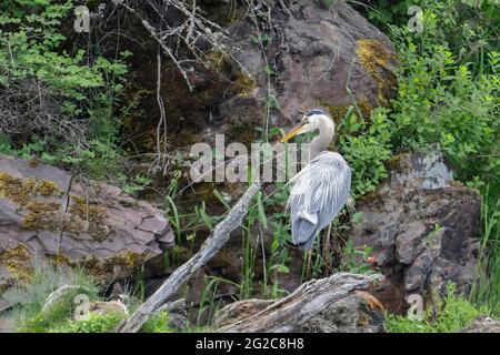 Un grande airone blu è arroccato su una roccia presso un lago vicino Coeur d'Alene, Idaho. Foto Stock