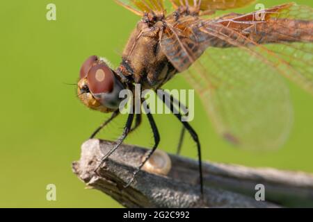 Macro foto di incredibile dragonfly tenere su ramo asciutto di fronte a sfondo verde con spazio di copia. Aeshnidae resiste al vento mentre si trova su un reggiseno Foto Stock