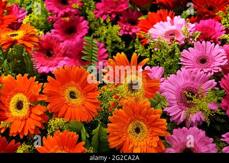 Gerberas sul mercato nel quartiere di Ipanema Foto Stock