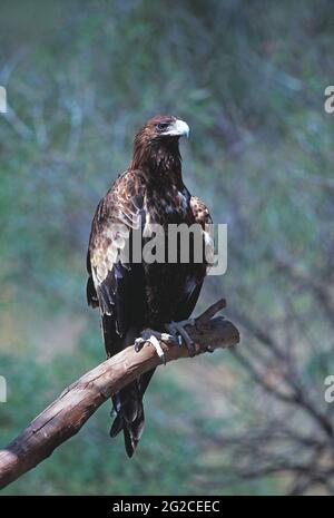 Australia. Uccello di preda. Aquila con coda di zeppa. Aguila audax. Foto Stock