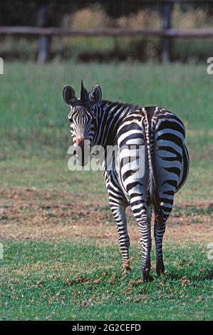 Australia. Parco faunistico. Zebra delle pianure africane. Equus quagga. Foto Stock