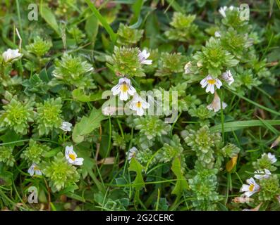 Oculare aka Eufrasia officinalis. Pianta di erbe medicinali. Foto Stock