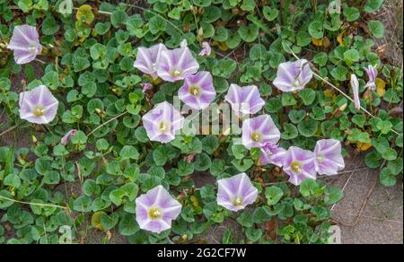 Sea Bindweed - Calistegia soldanella sulle dune di Braunton Burrows, Devon, Inghilterra. Foto Stock