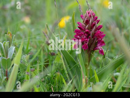 Orchidea paludosa aka Dactylorhiza incarnata coccinea. Fiore selvatico. Foto Stock