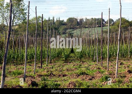 Prime piante di luppolo che crescono in una fattoria a Salehurst, Sussex orientale Foto Stock