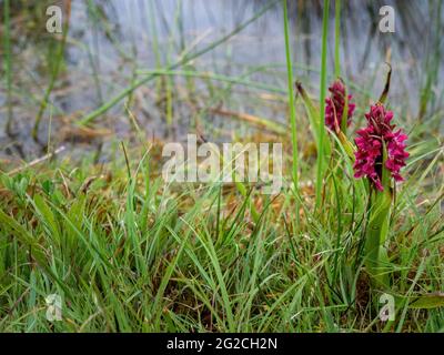 Orchidea paludosa aka Dactylorhiza incarnata coccinea. Fiore selvatico. Foto Stock