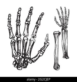 Ossa a mano. Le ossa umane della mano e del polso disegnano il set di illustrazioni vettoriali. Parte della grafica dello scheletro umano. Illustrazione Vettoriale