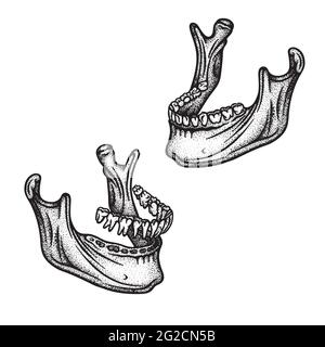 Osso mandibolare umano con denti. Set di illustrazioni vettoriali disegnate a mano mandibola. Parte della grafica dello scheletro umano. Illustrazione Vettoriale