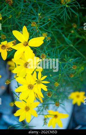 Fiore giallo Coreopsis giardino pianta con rocce sullo sfondo. Conosciuto anche come Coreopsis Zagreb, un grazioso perenne estivo nel giardino fiorito. Foto Stock