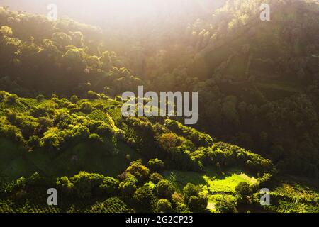 Campi di caffè in Costa Rica fotografia aerea drone Foto Stock