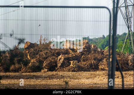 Aylesbury vale, Buckinghamshire, Regno Unito. 8 Giugno 2021. HS2 Ltd hanno distrutto una grande area di boschi antichi a Jones Hill Wood. Le radici dell'albero sono accatastate in su come sono mucchi degli alberi che sono stati boscati. La High Speed Rail 2 da Londra a Birmingham è molto controversa a causa dei costi finanziari e ambientali. Credito: Maureen McLean/Alamy Foto Stock