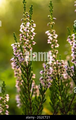 Luminoso, bello, lilla-rosa mazzo di erica comune Calluna vulgaris, nella foresta, su uno sfondo sfocato. Shot verticale. Foto Stock