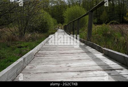 Sentiero in legno che conduce attraverso una foresta nella regione di Eifel Foto Stock