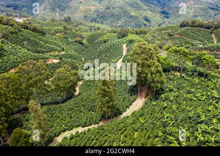 Campi di caffè in Costa Rica fotografia aerea drone Foto Stock