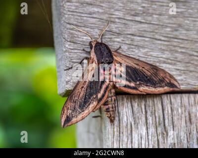 La falce privata aka Sphinx ligustri. Foto Stock