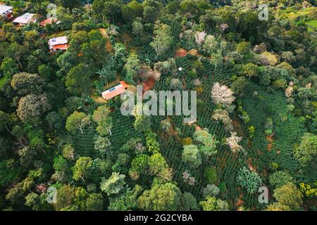 Campi di caffè in Costa Rica fotografia aerea drone Foto Stock