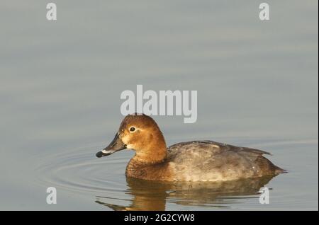 Pochard comune (Aythya ferina) Foto Stock