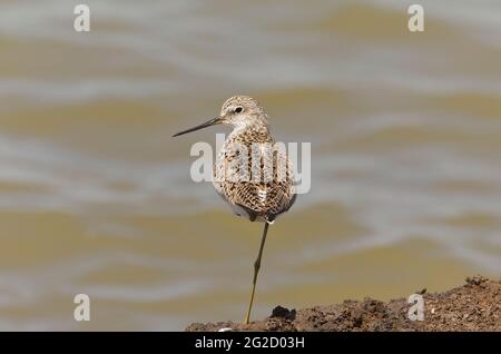 Marsh Sandpiper (Tringa stagnatilis) con taglio di una gamba, a Jamnagar, Gujarat, India Foto Stock