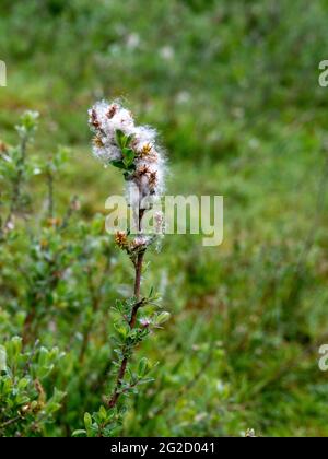 Salice strisciante aka Salix si respina con semi. Arbusto basso crescente. Foto Stock