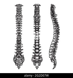 Vista laterale, anteriore e posteriore della colonna vertebrale. Incisione delle ossa della spina dorsale, set di illustrazioni vettoriali in stile vintage. Parte di scheletro umano disegnato a mano. Illustrazione Vettoriale