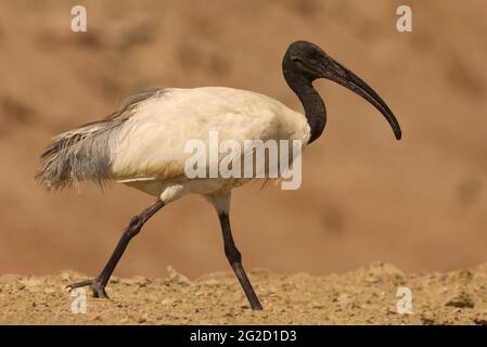 A testa nera (Ibis Threskiornis melanocephalus) Foto Stock