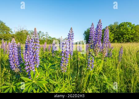 Fiori viola blu lupino in un prato di primavera. Francia. Foto Stock