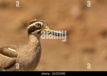 Grande ginocchio spesso (Esacus recurvirostris) a Jamnagar, Gujarat, India Foto Stock