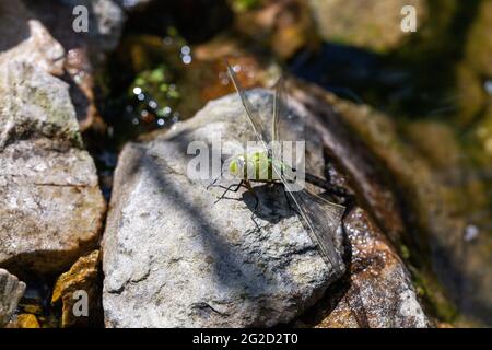 Bella grande dragonfly verde prendere il sole Foto Stock