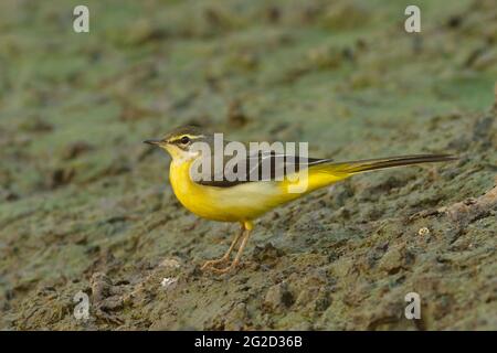 Gray Waggail (Motacilla cinerea) Gujarat, India Foto Stock