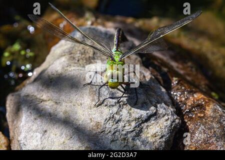 Bella grande dragonfly verde prendere il sole Foto Stock