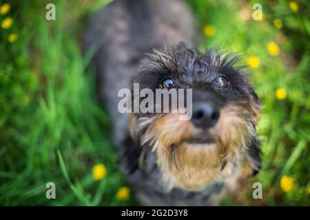 Wire-haired Bassotto Foto Stock