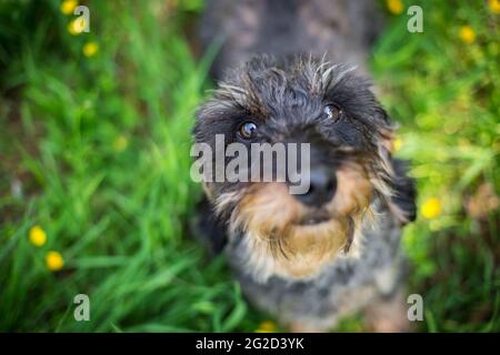 Wire-haired Bassotto Foto Stock