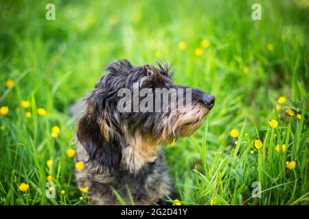 Wire-haired Bassotto Foto Stock