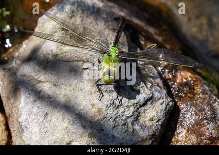 Bella grande dragonfly verde prendere il sole Foto Stock