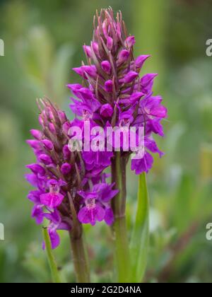 Meridionale Orchidea aka Dactylorhiza praetermissa, a Braunton Burrows SSSI, Devon del Nord, Inghilterra. Foto Stock