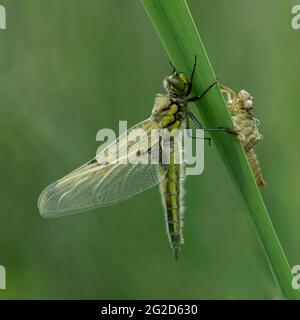 Chaser a quattro macchie (Libellula quadrimaculata), recentemente emersa con exuvia, Dumfries, Scozia del sud-ovest Foto Stock