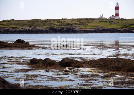 Vista su una baia rocciosa vicino a Y Cafn; Ynys Enlli / Bardsey Island Wharf / porto che mostra faro sullo sfondo e foche crogiolarsi su rocce Foto Stock