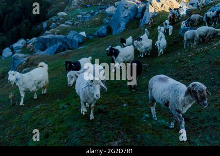 Vari animali da fattoria a Triund, Himachal Pradesh Foto Stock