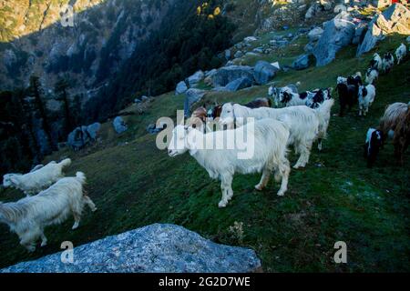 Vari animali da fattoria a Triund, Himachal Pradesh Foto Stock