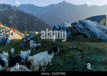 Vari animali da fattoria a Triund, Himachal Pradesh Foto Stock