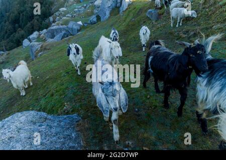 Vari animali da fattoria a Triund, Himachal Pradesh Foto Stock